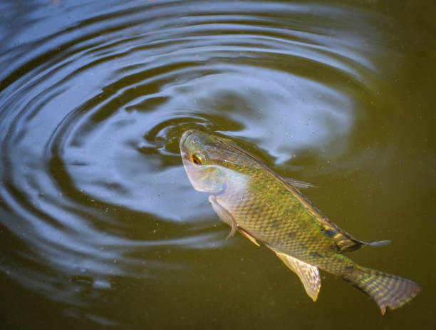 istockphoto 1136717874 612x612